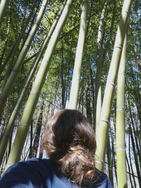 I would love to know when and why the Binkleys planted bamboo in the mid-1900's.