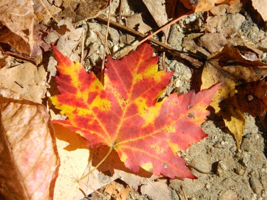 red-leaf-in-fall